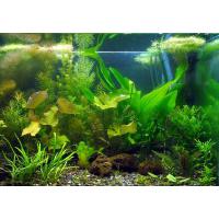 Rostliny set pro 240-300 Litrů akvárium