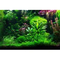 Rostliny set pro 160-200 Litrů akvárium