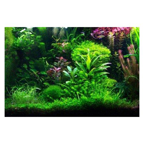 Rostliny set pro 160-200 Litrů akvárium