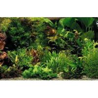 Rostliny set pro 380 - 450 Litrů akvárium
