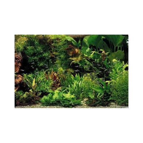 Rostliny set pro 380 - 450 Litrů akvárium