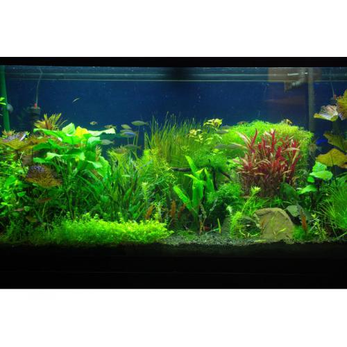 Rostliny set pro 500 - 600 Litrů akvárium