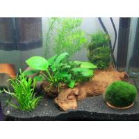 Rostliny set pro Nano akvárium