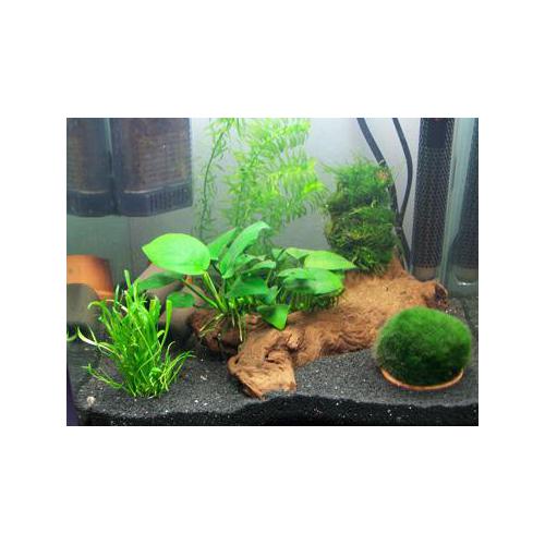 Rostliny set pro Nano akvárium