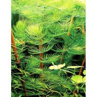 Ceratophyllum demersum