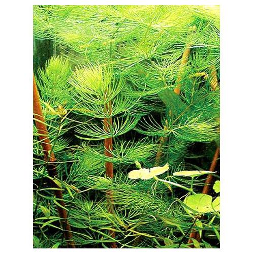 Ceratophyllum demersum