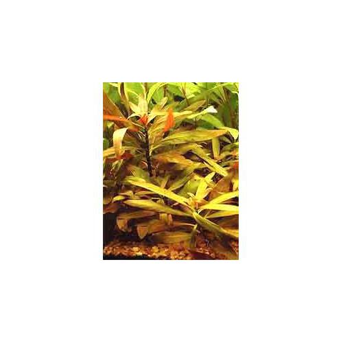 Ludwigia Peruensis