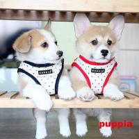 Puppia kšíry Pax Harness B modré