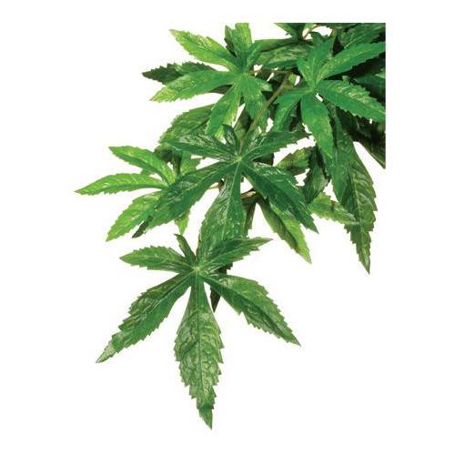 Rostlina Abuliton střední 55 cm