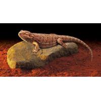 Kámen topný Heat Wave Rock malý 6W