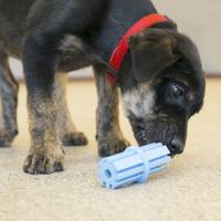 Kong puppy dental stick M