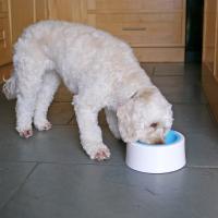 Miska KALEIDO MANNERS AQUA - střední