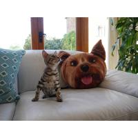 Polštář 3D Yorkshire Terrier