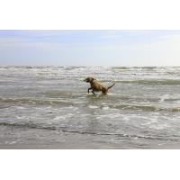 Gumová plovací hračka - ryba