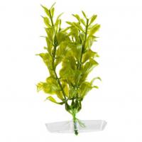 JK AQUARIUM akvarijní rostlinka - Hygrophila mini