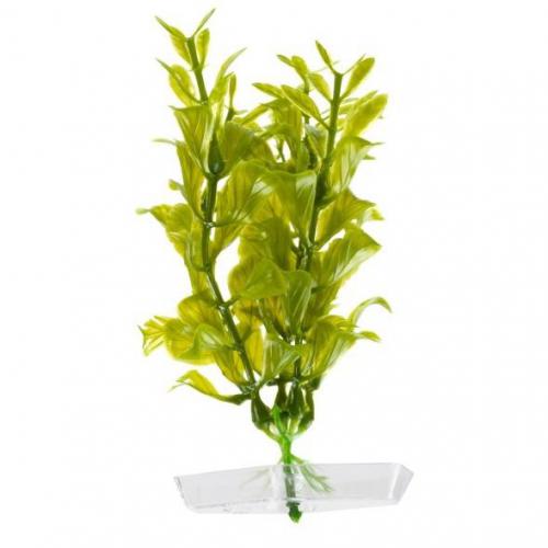 JK AQUARIUM akvarijní rostlinka - Hygrophila mini