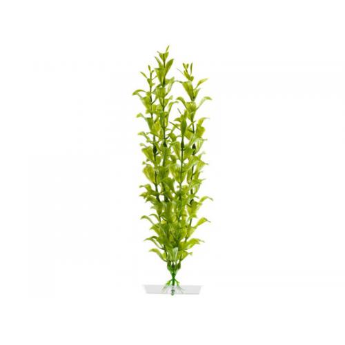 JK AQUARIUM akvarijní rostlinka - Hygrophila střední