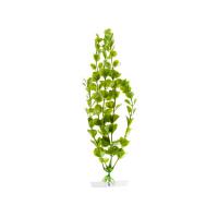 JK AQUARIUM akvarijní rostlinka - Moneywort střední