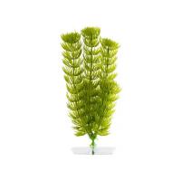 JK AQUARIUM akvarijní rostlinka - Anacharis malá