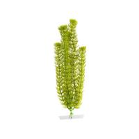 JK AQUARIUM akvarijní rostlinka - Anacharis velká