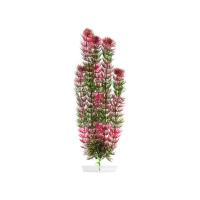 JK AQUARIUM akvarijní rostlinka - Red Anacharis velká