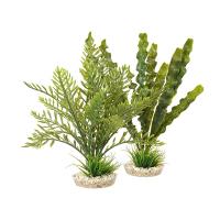 Sydeco Aponogeton/Hottonia MIX