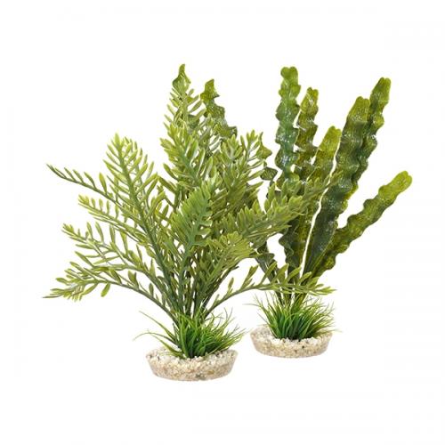 Sydeco Aponogeton/Hottonia MIX