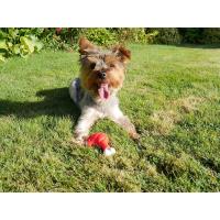 Meaty Chicken Takeaway - Stehno malé