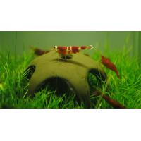 Úkryt pro krevety hvězda