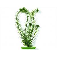 Rostlina Anacharis 13 cm