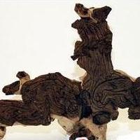 Kořen Mopani 45 - 60 cm