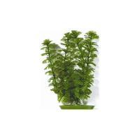 Rostlina Ambulia 20 cm