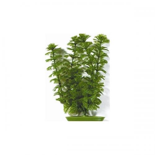 Rostlina Ambulia 20 cm