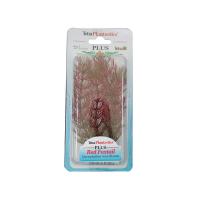 Rostlina Red Foxtail Plus 30 cm