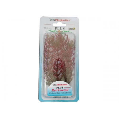 Rostlina Red Foxtail Plus 30 cm