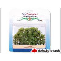 Rostlina Ambulia 10 cm