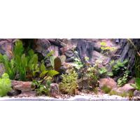 Akvarijní 3D pozadí Kořen 100 x 50 cm