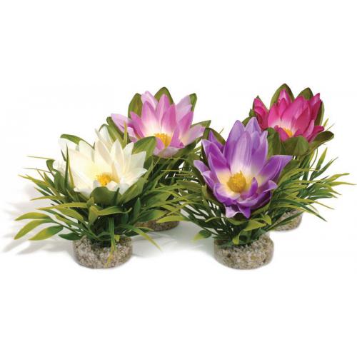 Lotosový květ - MIX barev