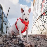 Postroj Hurtta Weekend Warior ECO šípkový