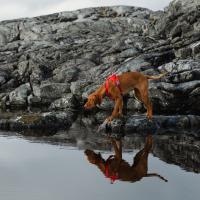 Postroj Hurtta Weekend Warior ECO šípkový