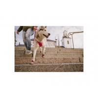 Postroj Hurtta Weekend Warrior rubínová