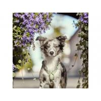 Postroj Hurtta Razzle Dazzle červený