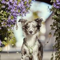 Postroj Hurtta Razzle Dazzle zelený