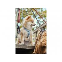 Postroj Hurtta Razzle Dazzle černý