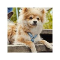 Postroj Hurtta Razzle Dazzle modrý